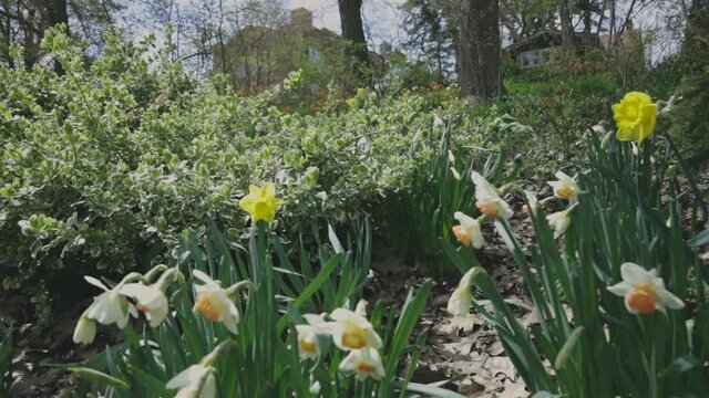 Fresh White Daffodil (Narcissus Tazetta) On A Spring Day - panning shot
