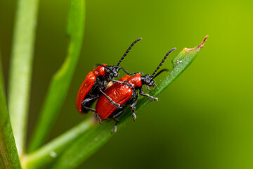 Garten, Pflanzen, Insekten, Spinnen, Tiere, Käfer, Schnecken