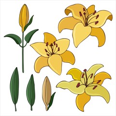 Collection of image of flowers and buds of lilies. Vector illustration colored in flat style. Floral Design Element for Wedding Invitations, Wrappers, Greeting Cards.