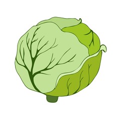 A head of green cabbage. Vector illustration in flat style. Hand drawing