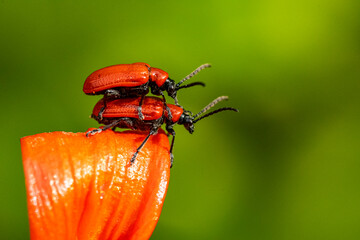 Garten, Pflanzen, Insekten, Spinnen, Tiere, Käfer, Schnecken