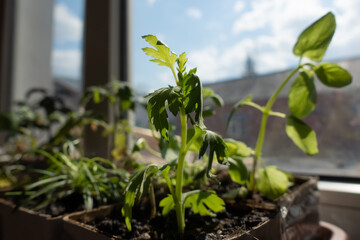 Seedling box close-up. Growing vegetables at home for subsequent transplantation