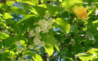 The branch with white flowers of cultivated Actinidia kolomikta (variegated kiwi vine, miyamatatabi, variegated-leaf hardy kiwi) on a sunny morning