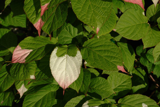 The foliage of Actinidia kolomikta (variegated kiwi vine, miyamatatabi, variegated-leaf hardy kiwi) - green leaves, variegated with pink and white