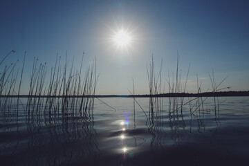 The Schoenoplectus lacustris plants (the lakeshore bulrush or common club-rush) in river. Midday...