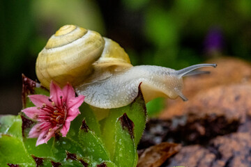 Garten, Pflanzen, Insekten, Spinnen, Tiere, Käfer, Schnecken