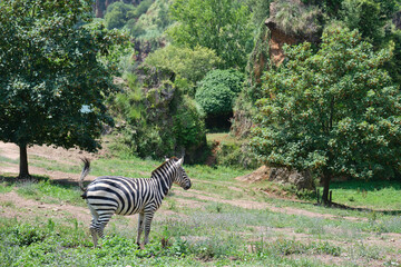 Fototapeta na wymiar Plains zebra, Equus quagga, defecating in Cabarceno Natural Park in Cantabria