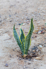Single plant of sansevieria at morning desert