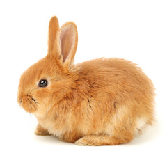 orange rabbit on white background