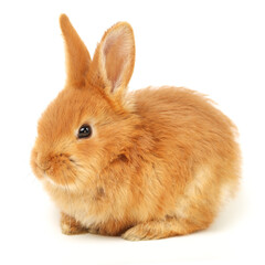 Fototapeta premium orange rabbit on white background 