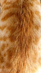 Natural ginger cat fur