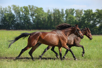Two beautiful race horses running together in summer meadow