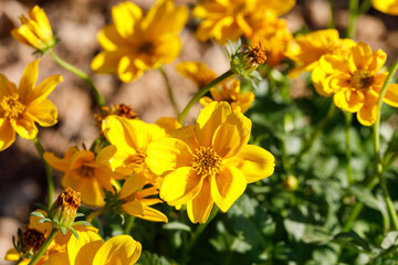 Larger bur-marigold flowers