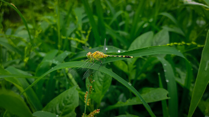 Dragonfly on the leaf