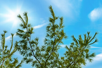 Beautiful top of white pine Pinus strobus against sky with sunbeams. Coniferous trees, natural pine greenery. Theme with pine for natural design from a forest or garden. 