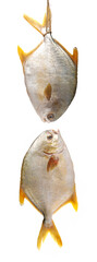 Fototapeta premium fresh pomfret isolated on a white background 