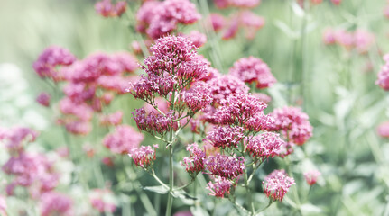 Nature background with spring flowers. Selective and soft focus. 