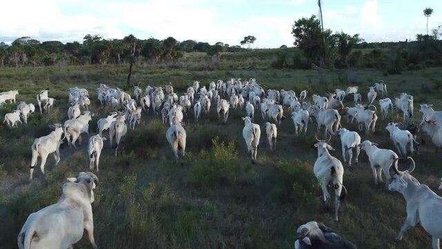 Aerial view of herd nelore cattel on green pasture in Brazil. 4K.