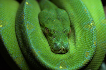 Green tree python Sorong . Morelia viridis. Chondroython viridis. Morelia zurea