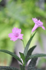 Obraz premium Pink flower Waterkanon, Watrakanu, Minnieroot, Iron root, Feverroot, Popping pod, Cracker plant,on natural daylight green blur background