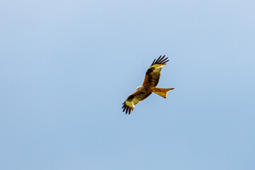 A red kite in the air