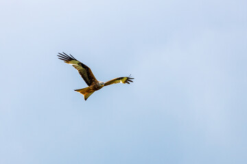 Obraz premium A red kite in the air