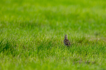 A Skylark on a meadow	