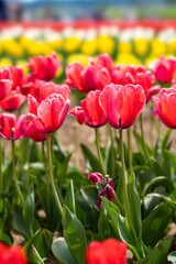 チューリップ2021