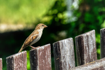 moineau
