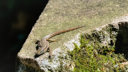 lézard gris