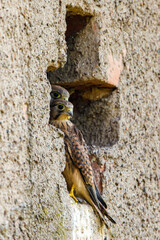 Young kestrel  at the breeding cave