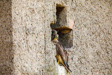 Young kestrel  at the breeding cave