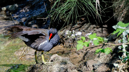 poule d'eau 

