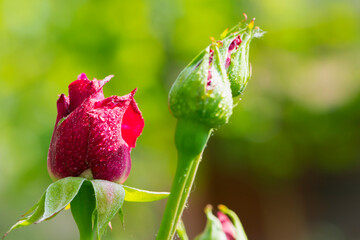 red rose. Rose buds in the garden on a natural background after the rain. flowers and buds of red...