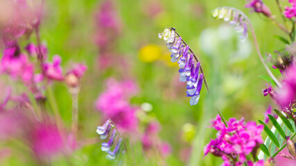 Vicia villosa. Flowering purple hairy vetch plant in a meadow, selective focus with bokeh backround. wildflowers, meadow flowers, blue Vicia villosa and pink Viscaria vulgaris