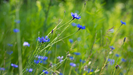 Cornflower, Centaurea cyanus Rare flower of Arable Fields. blue wildflowers, natural floral...