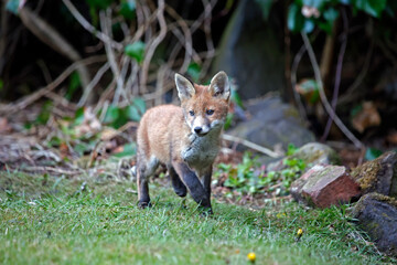 Urban fox cubs playing, exploring and eating in the garden.