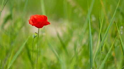 Obraz premium red poppy on a green background. big beautiful poppy flower on a blurred background, flower in the grass, green and red, floral design, nature close-up, bokeh. space for text