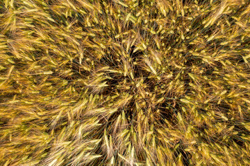field of barley in summer