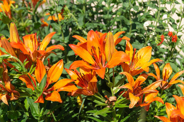 Lily flower in the garden on a background of green leaves