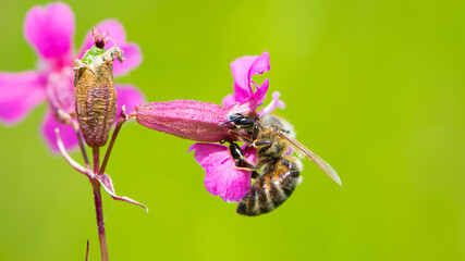 bee on a flower. European bee collects nectar on a pink meadow flower Viscaria vulgaris. honey bee, insect macro. natural green background, close-up, place for text. spring or summer day. insects