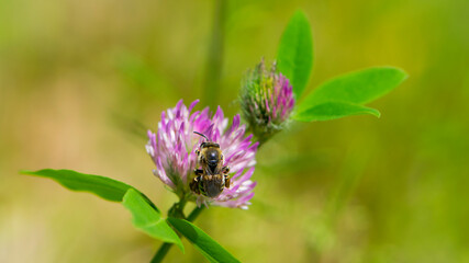 bee at work on clover flower collecting pollen. bright delicate pink clover flower, honey bee. macro nature, wild wildflower, useful insect, spring or summer sunny day, close-up. natural background
