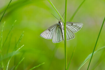 Large butterfly with rigid wings with a distinct black nervatura. White beautiful butterfly Aporia crataegi on the green grass. macro nature, insect close-up. summer time. Usually inhabits dry meadows