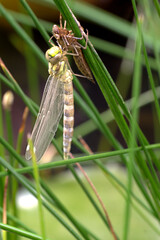 Frisch geschlüpfte Libelle vor dem Jungfernflig