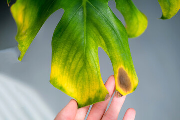 A female hand holds a monstera leaf with black and yellow spot due to over watering the plant....