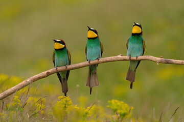 Group of colorful bee-eater on tree branch, against of yellow flowers background