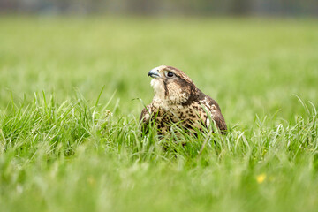 Close-up of a buzzard bird of prey head. Sits in the grass with blood on its beak