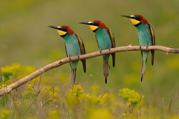 Group of colorful bee-eater on tree branch, against of yellow flowers background