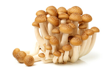 Fototapeta premium brown beech mushroom on white background 