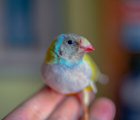 Gould Finch series. Gray-headed, male. Perched on my hand.